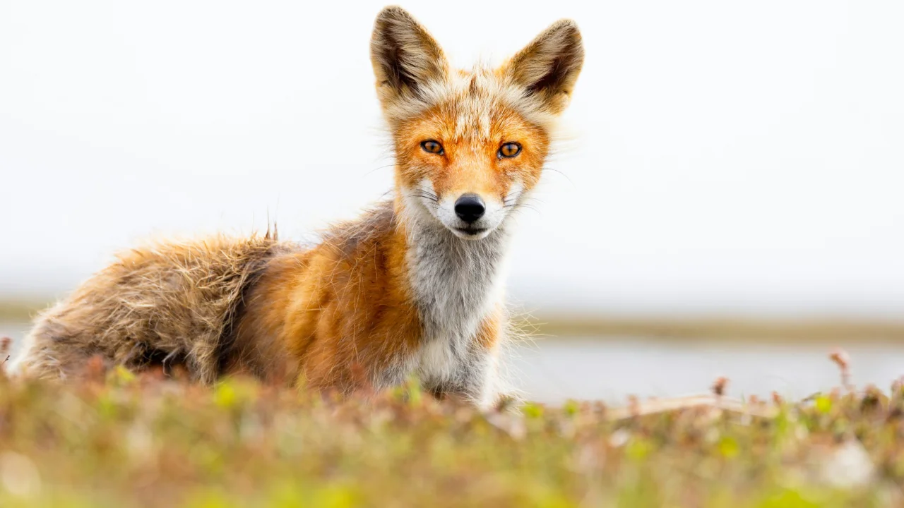 Lorem ipsum dolor sit amet consectetur. Felis est ut volutpat nibh semper sed at mattis pellentesque.